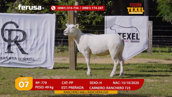 Lote Lote 7