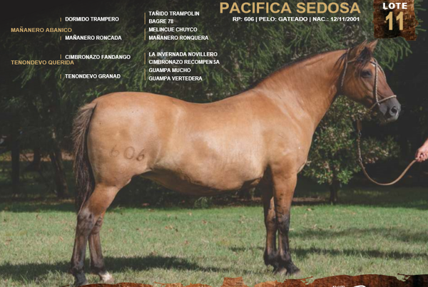 Lote PACIFICA SEDOSA