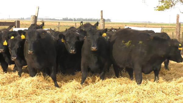 Lote Vaquillonas PC Negras Preñadas