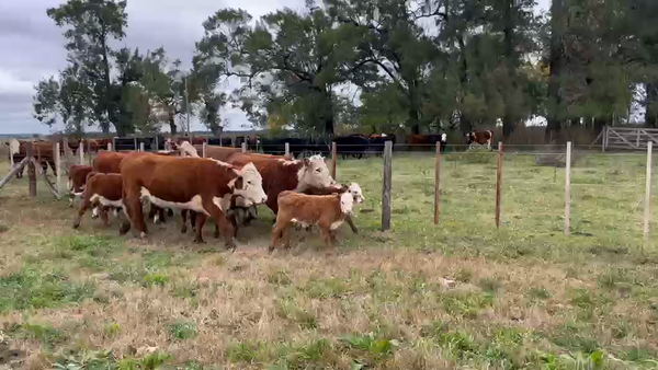 Lote VACA NUEVA AL CTE