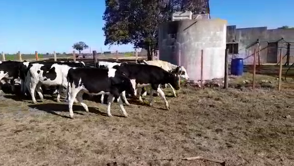 Lote (Vendido)22 Terneros HOLANDO 250kg -  en BARKER