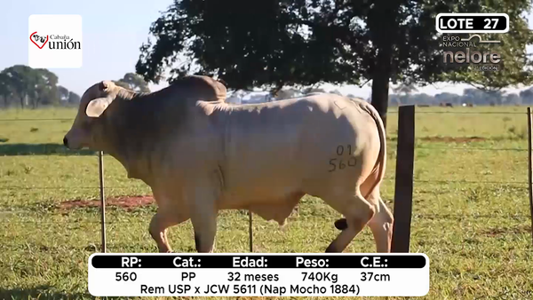 Lote Nacional Nelore Campo - Lote 27