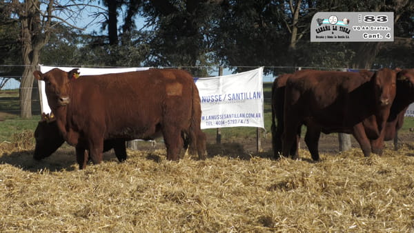 Lote VAQUILLONAS GENERALES PARICION OTOÑO