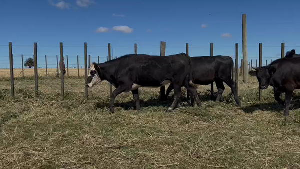 Lote Vaquillona Entoradas