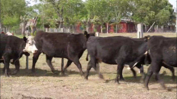 Lote VACAS DE INVERNADA