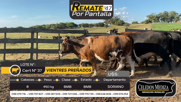 Lote 8 Vientres Preñados en Cardona, Soriano
