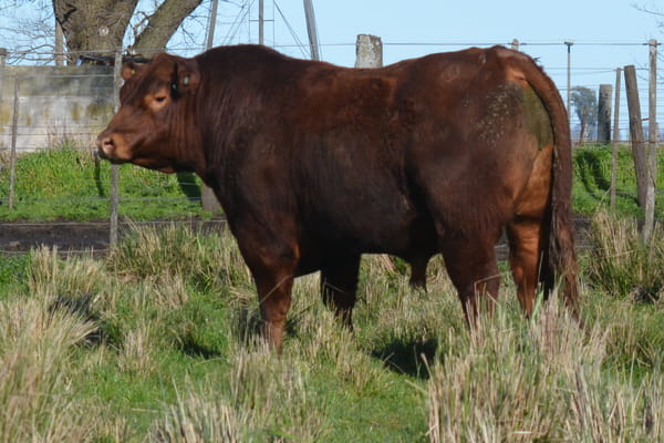 Lote Toros PC