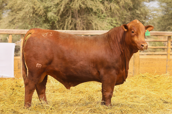Lote LOTE 71