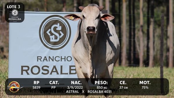 Lote LOTE 3