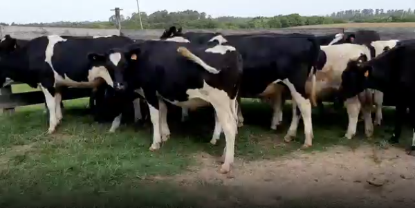 Lote 21 Novillos en San José