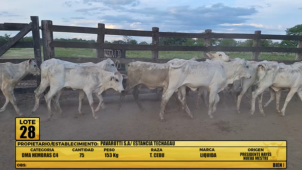 Lote LOTE 28