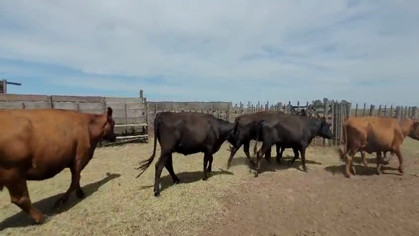 Lote 63 Vacas nuevas C/ gtia de preñez en Carlos Tejedor, Buenos Aires