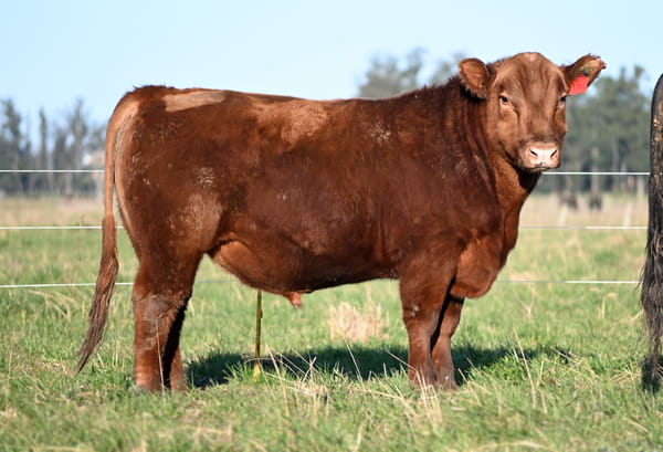 Lote TOROS PUROS CONTROLADOS