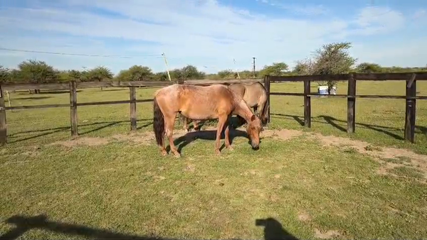Lote 2 Montados en Corrientes, Curuzú-Cuatiá