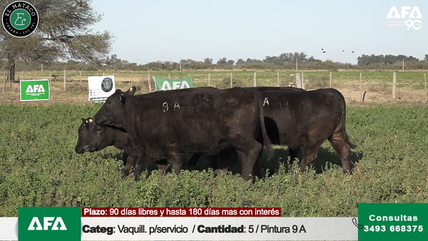 Lote """EL MATACO"" VAQUILLONAS PARA SERVICIO