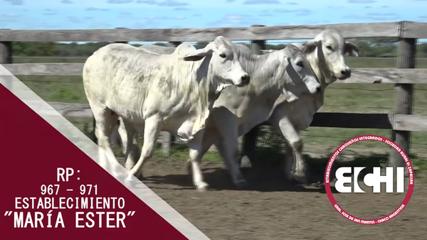 Lote VAQUILLAS PREÑADAS BRAHMAN CABAÑA MARIA ESTER