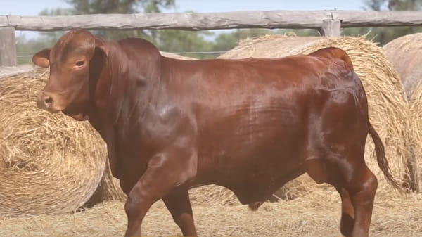 Lote TOROS DE 2 AÑOS