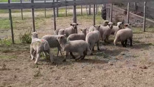 Lote (Vendido)10 Corderos CARA MORA 25kg -  en AGRACIADA