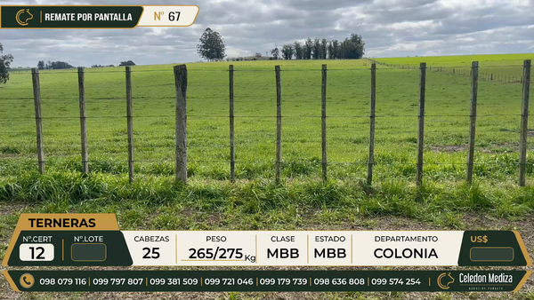 Lote 25 Terneras en Colonia
