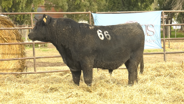 Lote TOROS ANGUS NEGROS  PC