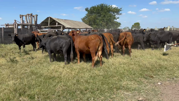 Lote 62 Vientres Preñados en Turupí, Tacuarembó