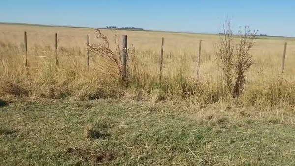 Lote 33 Terneras en Coronel Suarez