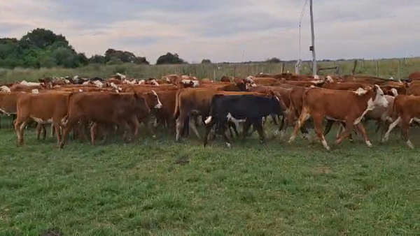 Lote 117 Terneras