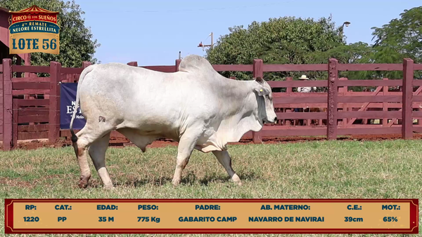 Lote LOTE 56