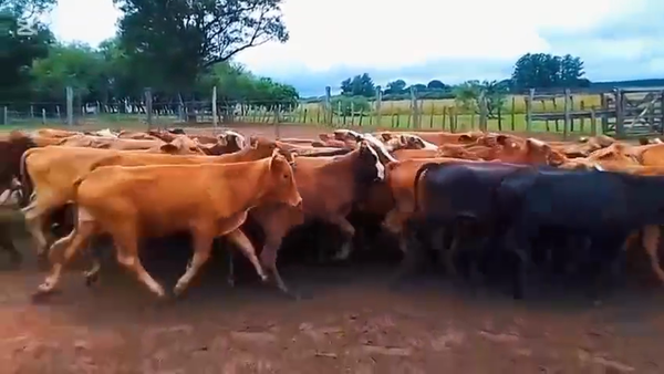 Lote 145 Terneros en Corrientes, Virasoro