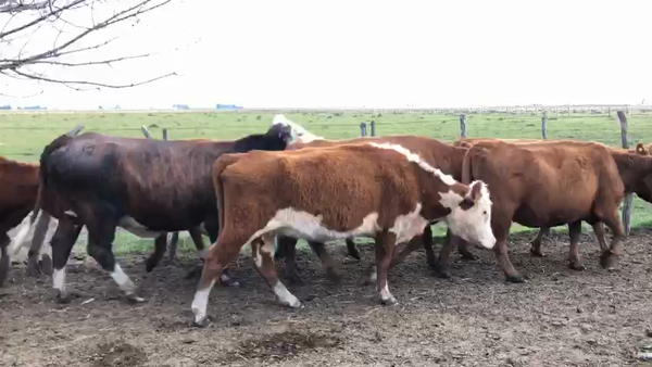 Lote 30 Vacas de invernar