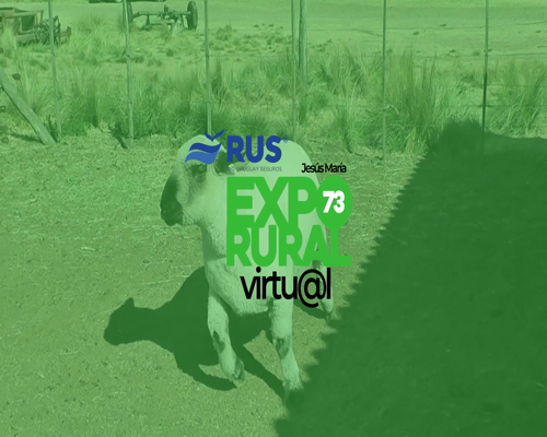 Lote CARNERO HAMPSHIRE DOWN