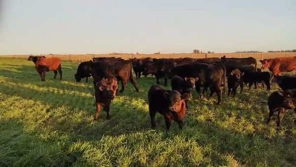 Lote 50 AL CTE (VAQ)