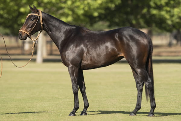 Lote TAITA CRISTAL - T/E (OPEN ILUMINADO - GETE GINEBRA)