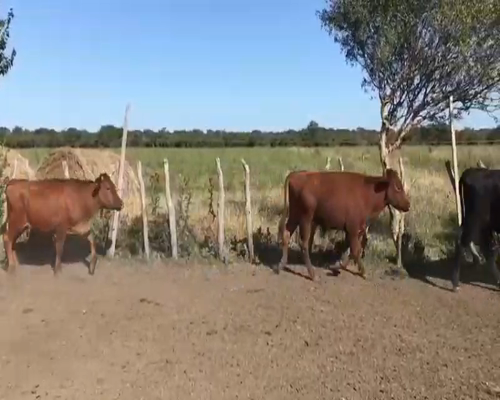 Lote 65 Novillos en Sauce de Luna, Entre Ríos