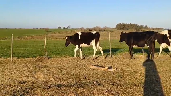 Lote (Vendido)11 Vaquillonas/Vacas Entoradas HOLANDO/ KIWI en CARDONA