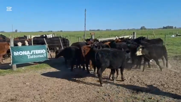 Lote 62 Terneros/as en Cañuelas