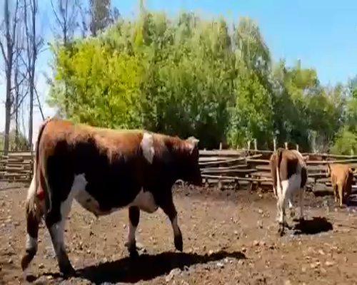 Lote 45 Novillo Gordo en Curicó, VII  Región Maule