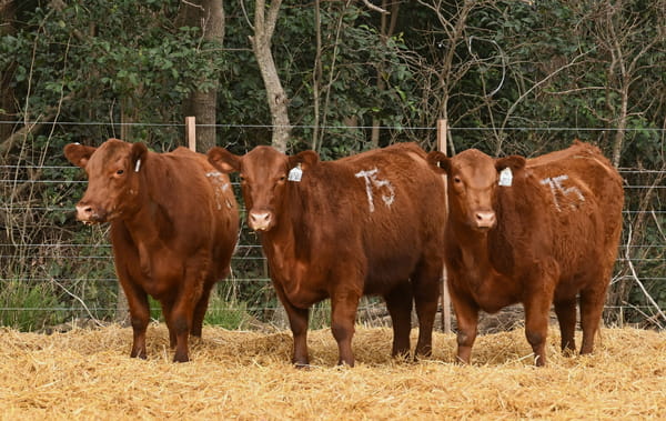 Lote VAQUILLONAS ANGUS PC OTOÑO