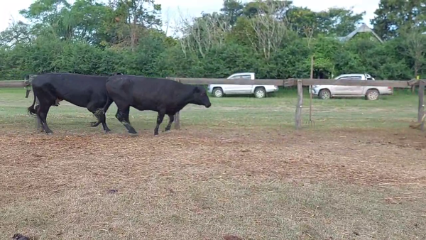 Lote 57 Vacas CUT preñadas