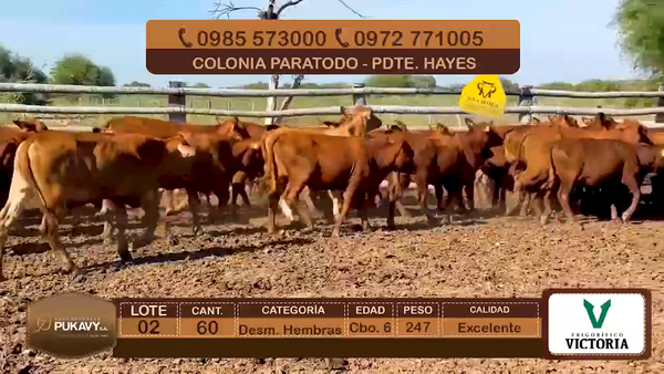 Lote Desm. Hembras Cbo 6