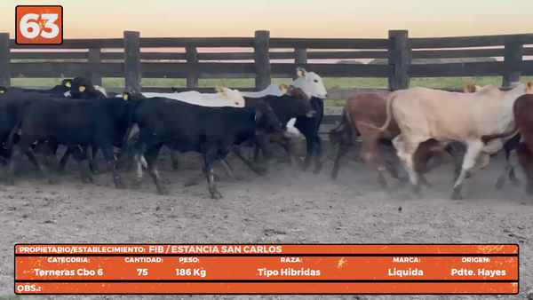 Lote LOTE 63