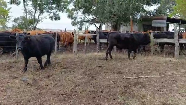 Lote NOVILLOS