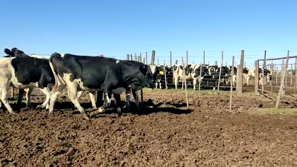 Lote Terneras  - Torresi omar