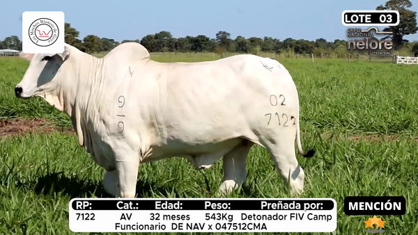 Lote Nacional Nelore Campo - Lote 3
