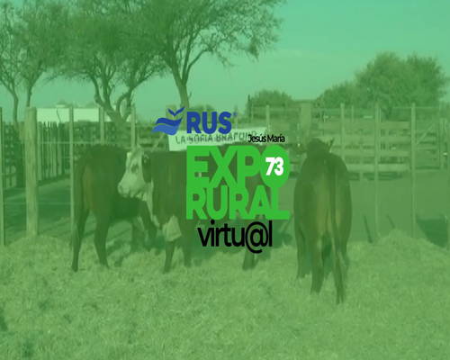 Lote VAQ BRAFORD PREÑADA ORIGEN