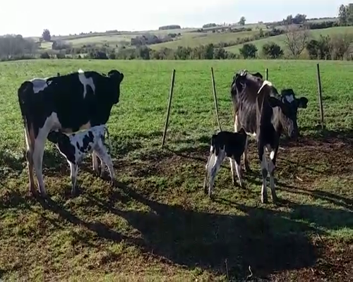Lote 4 Piezas de cría HO en AGRACIADA