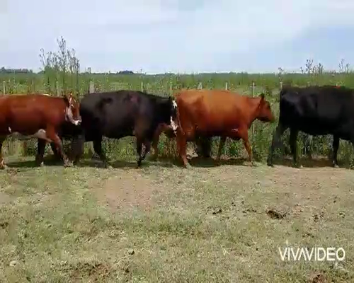 Lote 22 Vacas usadas con cria  en Brandsen, Buenos Aires