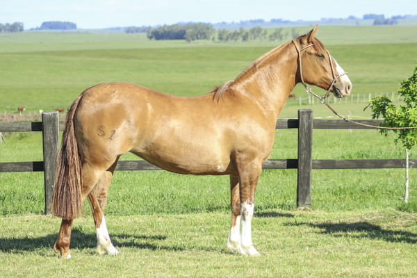 Lote NIÑA BONITA DE LA SERENA