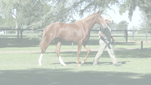 Lote URAPAN (CITYSCAPE - WILD CANDY)