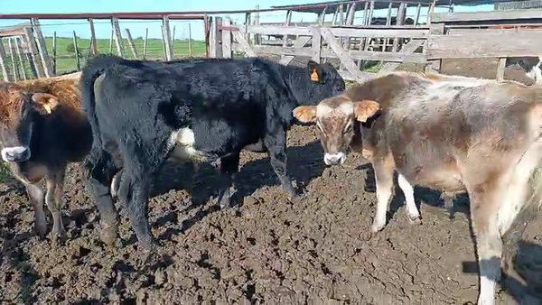 Lote 3 Terneros Cruzas y Yersey 170kg -  en Mundo Azul